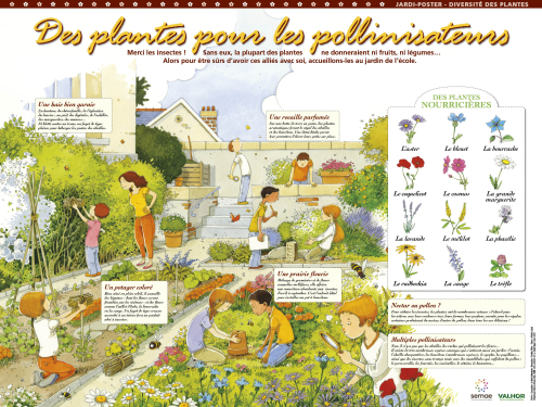 Des plantes pour les pollinisateurs