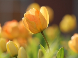Plus d'infos sur Tulipe simple hâtive