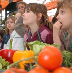 Les familles de légumes