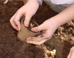 Plantation de graines, de bulbes, de tubercules et de boutures !