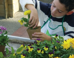 La plantation de fleurs