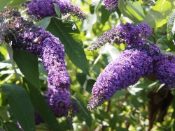 Plus d'infos sur Buddleia