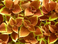 Plus d'infos sur Coleus