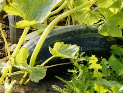 Plus d'infos sur Courgette