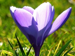 Plus d'infos sur Crocus