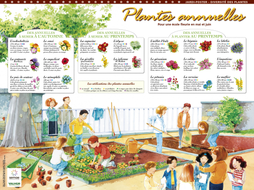 Plantes annuelles pour une école fleurie en mai et juin 