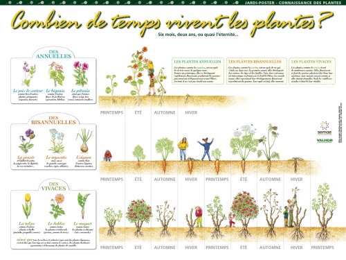 Combien de temps vivent les plantes ?
