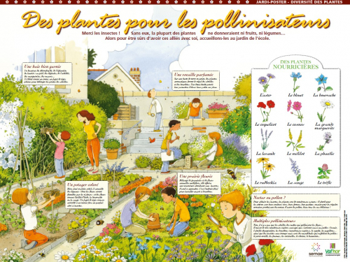 Des plantes pour les pollinisateurs