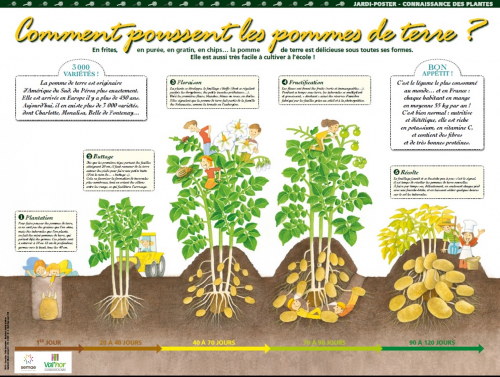 Comment poussent les pommes de terre ? (non disponible)