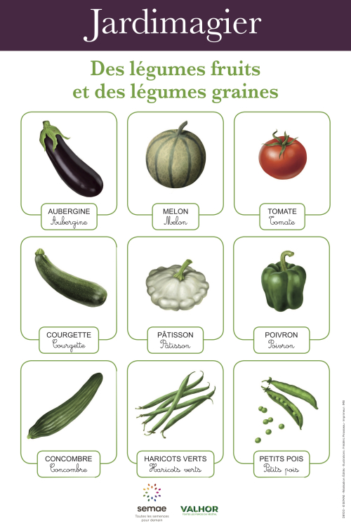 Jardimagier : Des légumes fruits et des légumes graines