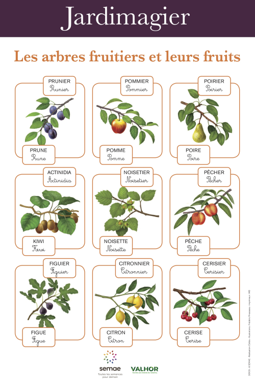Jardimagier : Les arbres fruitiers et leurs fruits