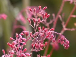 Les plantes annuelles et les plantes vivaces en hiver - Assistance scolaire  personnalisée et gratuite - ASP