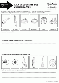 A la découverte des cucurbitacées - Cycle 3