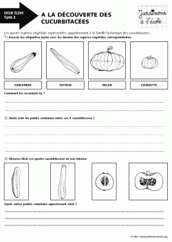 A la découverte des cucurbitacées - Cycle 2