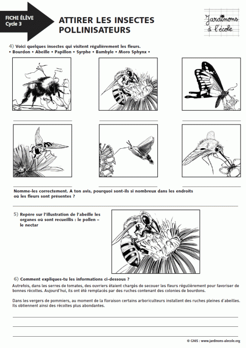 Attirer les insectes pollinisateurs