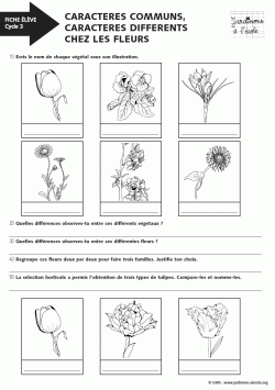 Caractères communs, caractères différents chez les fleurs