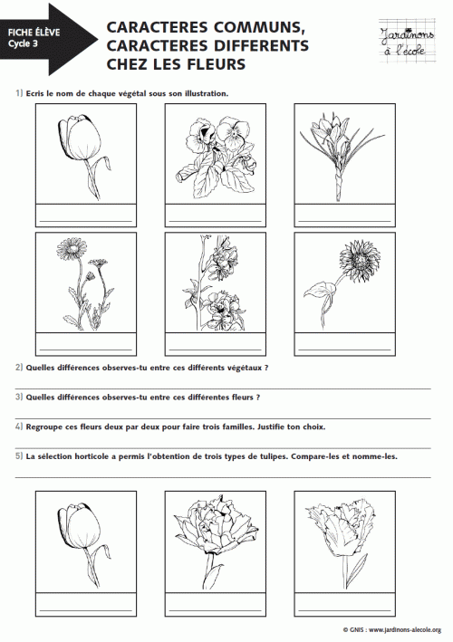 Caractères communs, caractères différents chez les fleurs