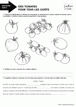 Des tomates pour tous les goûts