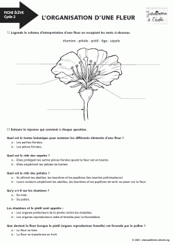 L'organisation d'une fleur