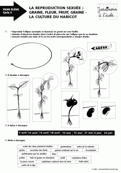 La reproduction sexuée du haricot