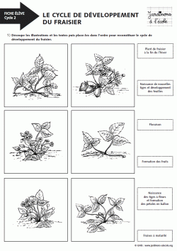 Le cycle de développement du fraisier