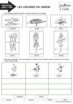 Les légumes du jardin