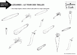 Légumes : le tour des tailles