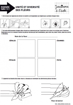 Unité et diversité des fleurs