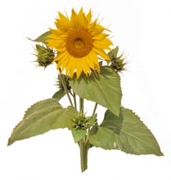 Plus d'infos sur Tournesol