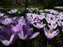Plus d'infos sur Iris des jardins