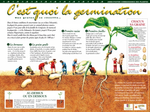 Les conditions de germination des graines ce2