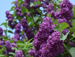 Plus d'infos sur Lilas