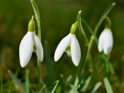 Planter les bulbes de printemps : crocus, perce-neige, tulipe - Gamm vert