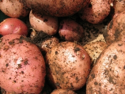 Plus d'infos sur Pommes de terre