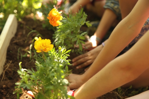 Premiers pas au jardin