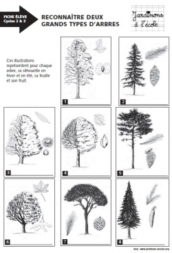 Reconnaître deux grands types d'arbres