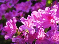 Plus d'infos sur Rhododendron