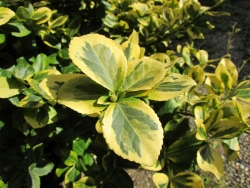 Plus d'infos sur Schefflera