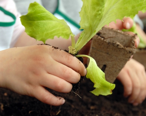 Les filets de protection et de récolte - Jardinet - Équipez votre jardin au  meilleur prix