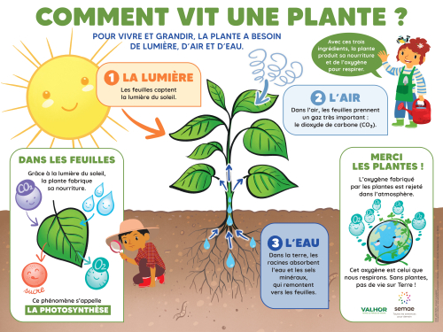 Comment vit une plante ?