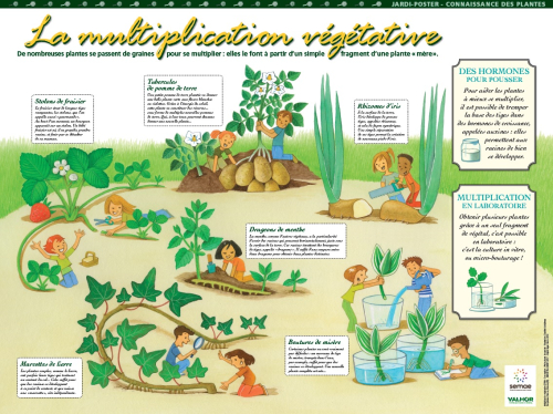 La multiplication des plantes 