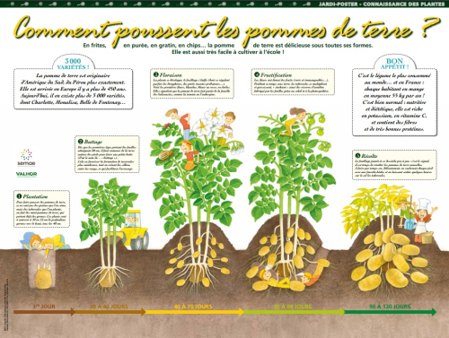 Comment poussent les pommes de terre ?