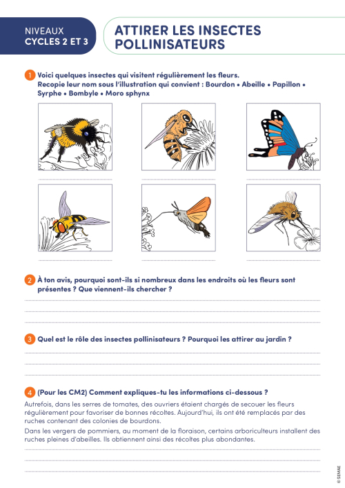 Attirer les insectes pollinisateurs