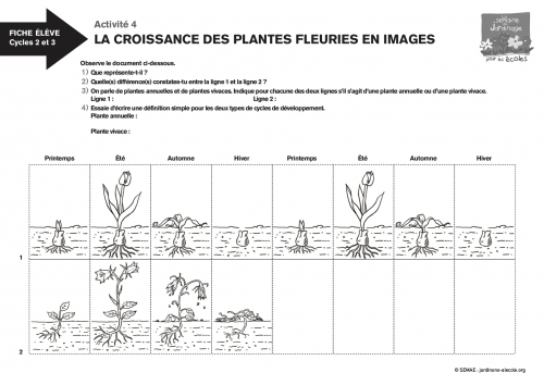 La croissance des plantes fleuries en images
