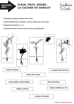 Fleur, fruit, graine - La culture du haricot