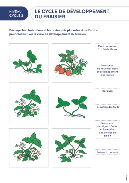 Le cycle de développement du fraisier