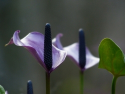 Plus d'infos sur Spathiphyllum