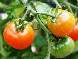 Plus d'infos sur Tomate