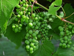 Plus d'infos sur Vigne