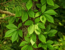 Plus d'infos sur Vigne vierge